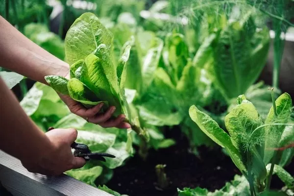 Hasil Studi Ungkap Tumbuhan Bisa Menjerit pada waktu Tersakiti