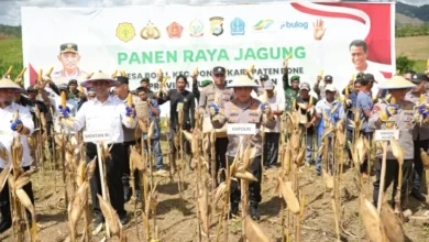 Kapolri juga Menteri Pertanian Panen Raya Jagung di area tempat Bone, Dukung Rencana Ketahanan Pangan Nasional