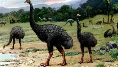 Burung Moa Raksasa Siap Dihidupkan Kembali, Ini adalah adalah Tantangannya