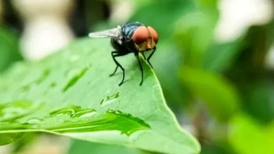 Deteksi Wabah Baru, Amerika Serikat Sebar Berbagai Juta Lalat Screwworm