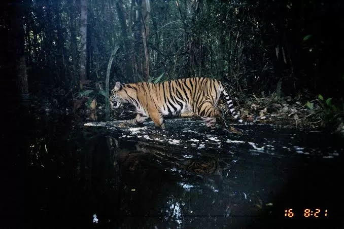 10 Spesies Makhluk Hidup Terancam Punah di area tempat Dunia, Terbanyak Ada pada pada Indonesia