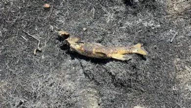 Ikan Jatuh dari Langit Picu Kebakaran Hutan?