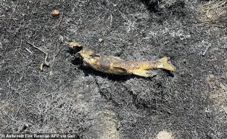 Ikan Jatuh dari Langit Picu Kebakaran Hutan?