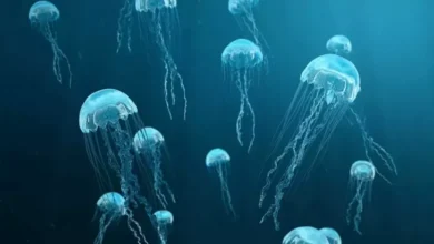 Serangan Ubur-ubur Paksa Pembangkit Listrik Tenaga Nuklir Prancis Ditutup