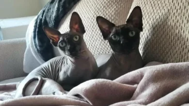 2 Ras Kucing Supermahal Uya Kuya yang dimaksud Dijarah Massa