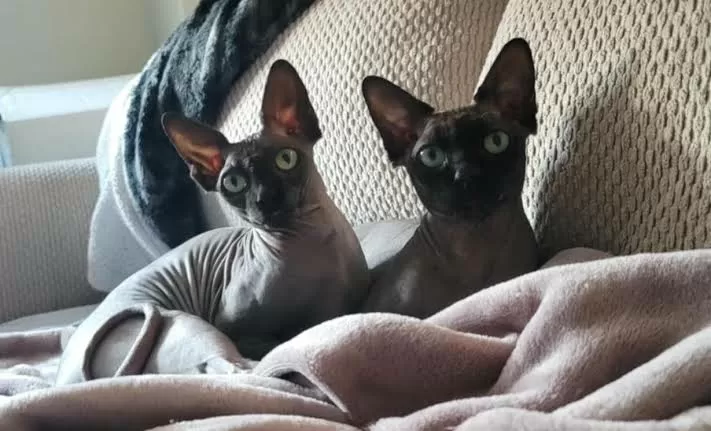 2 Ras Kucing Supermahal Uya Kuya yang dimaksud Dijarah Massa