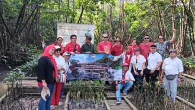 Peringati HUT Ke-80 RI, IKPNI Gelar Penanaman Mangrove pada Angke-Kapuk