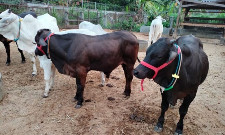 Bisa capai bobot 900 kg, ini fakta Sapi Gama hasil pengembangan UGM