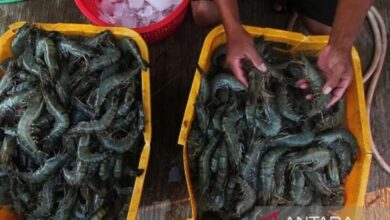 KKP sebut udang lokal masih jadi primadona komunitas Nusantara