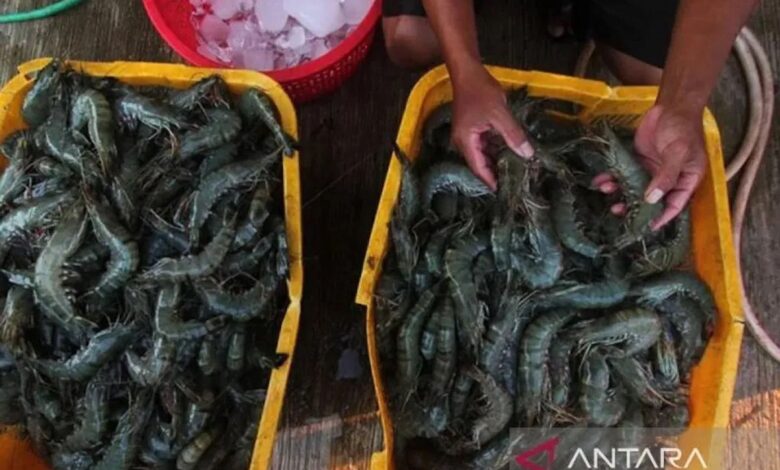 KKP sebut udang lokal masih jadi primadona komunitas Nusantara
