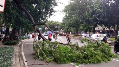 Awas Pohon Tumbang, Jabodetabek Siaga Hujan-Angin Kencang Hari Hal ini