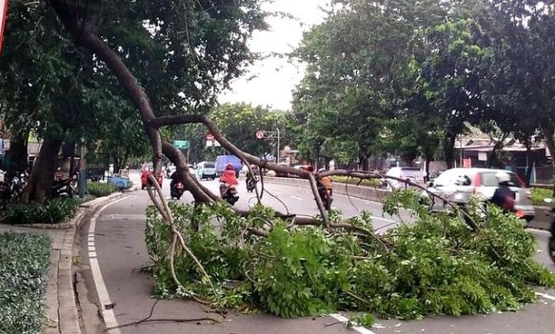 Awas Pohon Tumbang, Jabodetabek Siaga Hujan-Angin Kencang Hari Hal ini