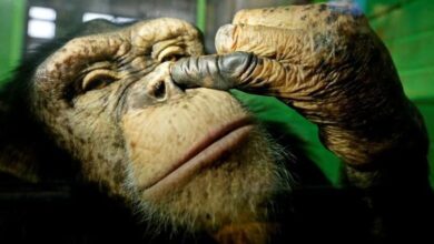 Peneliti Temukan Simpanse Mirip Manusia, Ungkap Fakta Tak Terduga