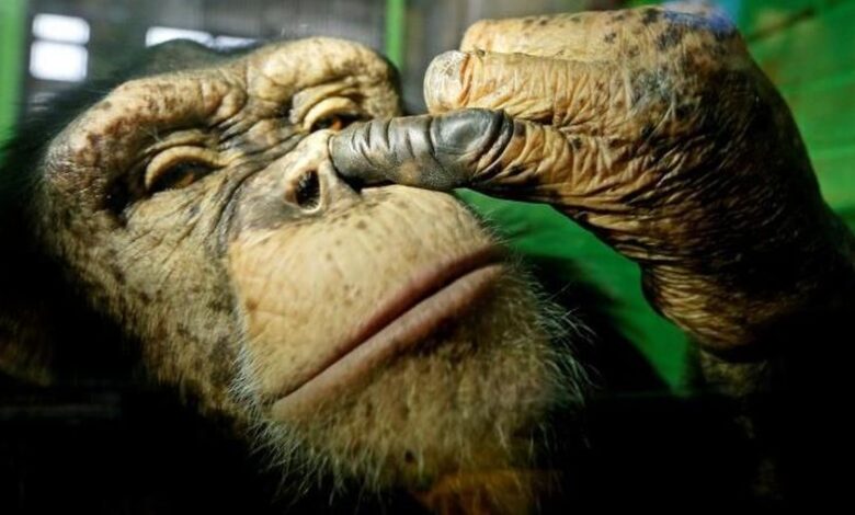 Peneliti Temukan Simpanse Mirip Manusia, Ungkap Fakta Tak Terduga