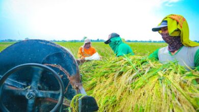 Komisi IV DPR RI Apresiasi Capaian Produksi Beras pada Era Mentan Amran