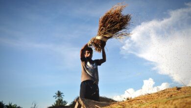 Mengenal Bobibos, komponen bakar dari jerami pembaharuan anak bangsa