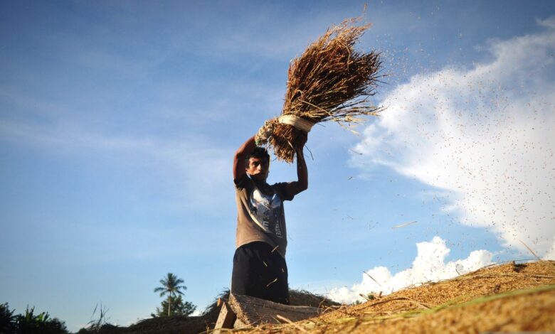 Mengenal Bobibos, komponen bakar dari jerami pembaharuan anak bangsa