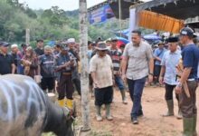 Tradisi Sambut Ramadan, Warga Pangkalan Jambu Sembelih 75 Ekor Kerbau