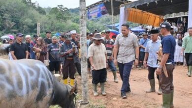 Tradisi Sambut Ramadan, Warga Pangkalan Jambu Sembelih 75 Ekor Kerbau