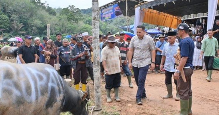 Tradisi Sambut Ramadan, Warga Pangkalan Jambu Sembelih 75 Ekor Kerbau